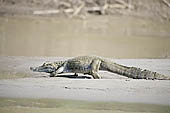 Manu reserve, cayman on the Rio Alto Madre De Dios